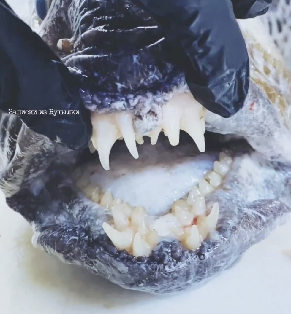 Disturbing fish with 'human teeth' discovered in deep ocean | indy100