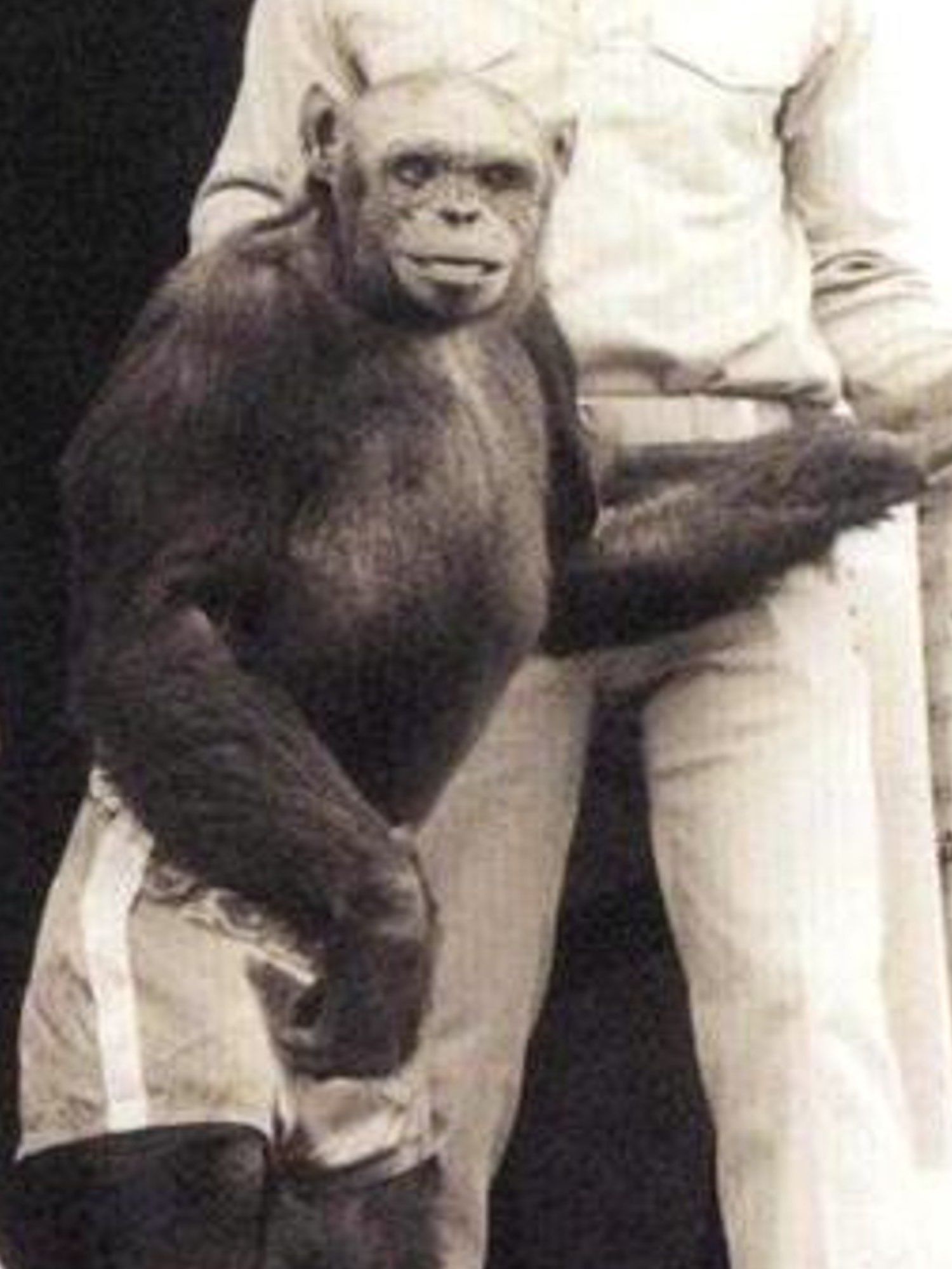 Doctor says scientists secretly made a ‘humanzee’ by mixing humans with chimps
