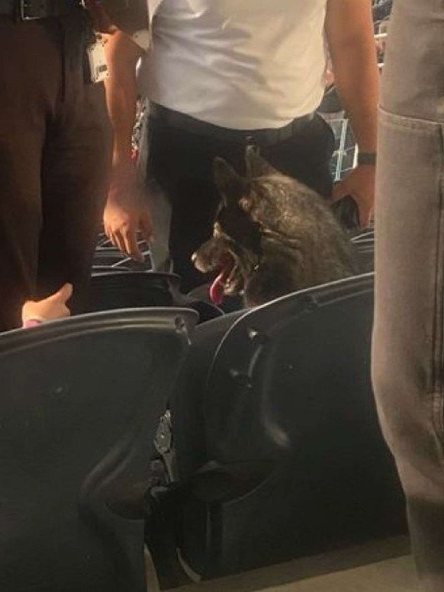 Metallica react after dog sneaks away from home to attend their LA concert