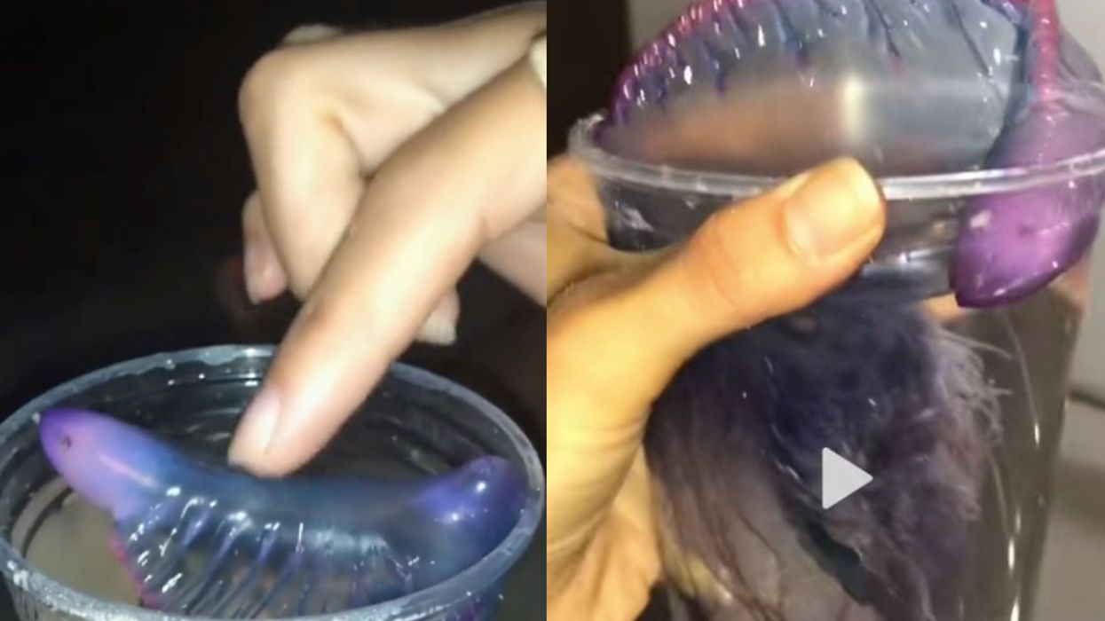 Woman captures one of most venomous creatures on Earth then touches it
