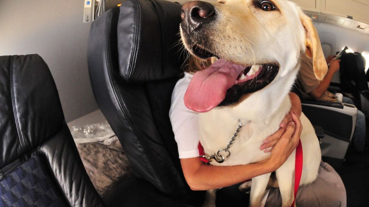 Couple demand refund after dog leaves 'saliva goo' on husband's leg during 13 hour flight