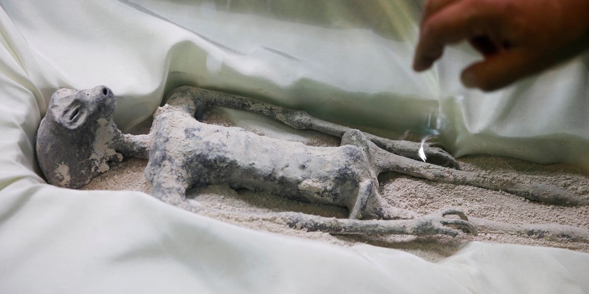Scientists confirm that one of Mexican aliens is 'alive' after ...