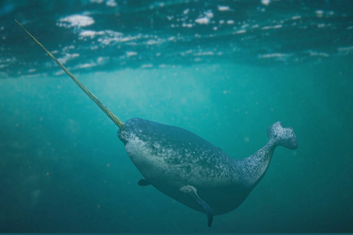 There's a sinister reason why you never see narwhals in aquariums