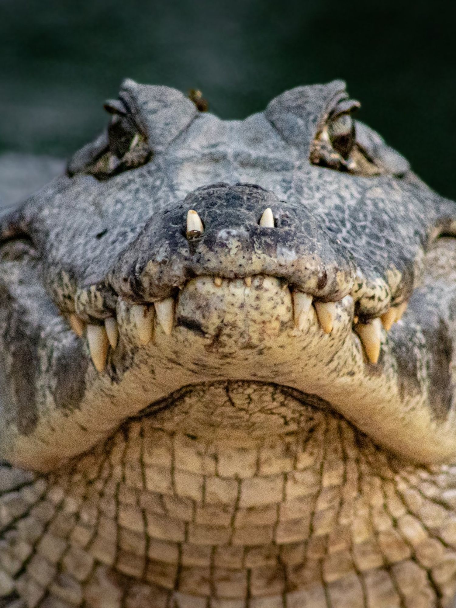 Scientists discover monstrous new breed of 'zombie worms' that can devour whole alligators