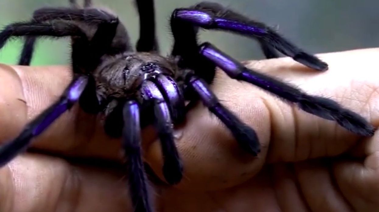 New species of tarantula discovered with blue legs