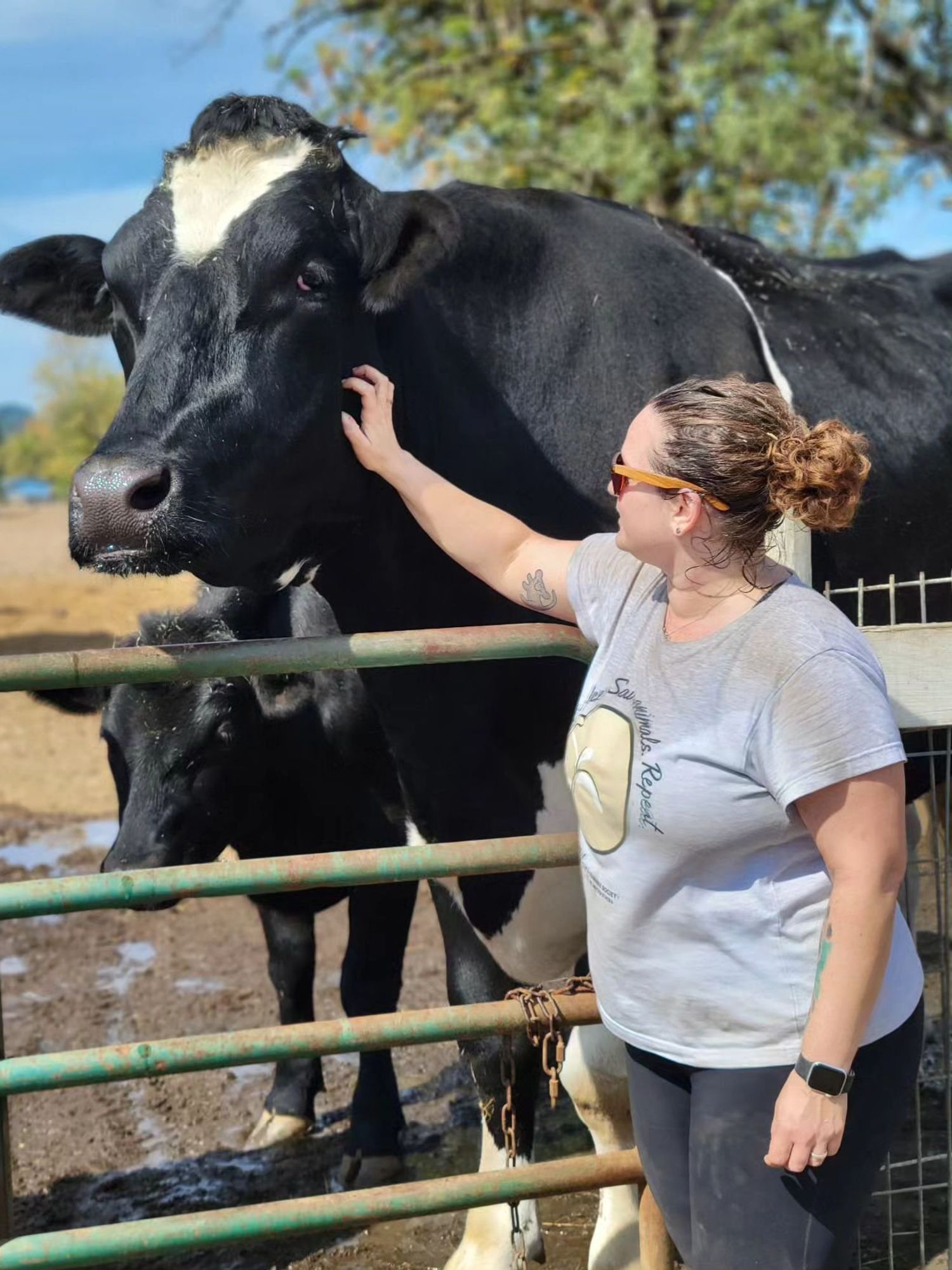 6ft 3in 'Romeo' applies to be named as 'world's tallest cow'