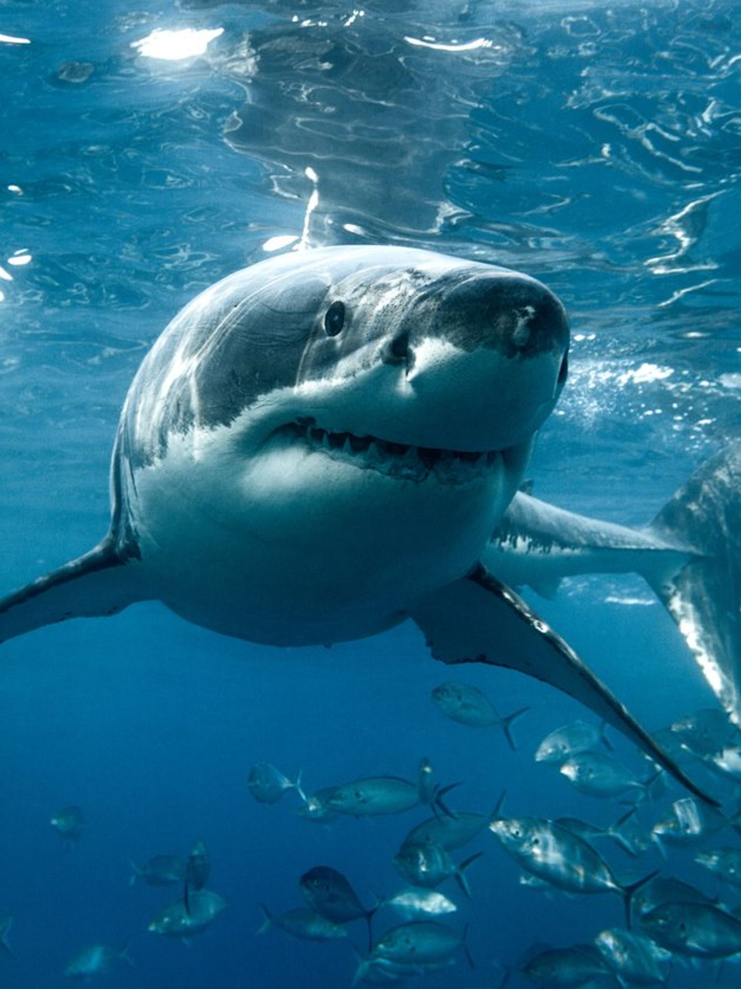Great white sharks keep entering the twilight zone and experts are baffled