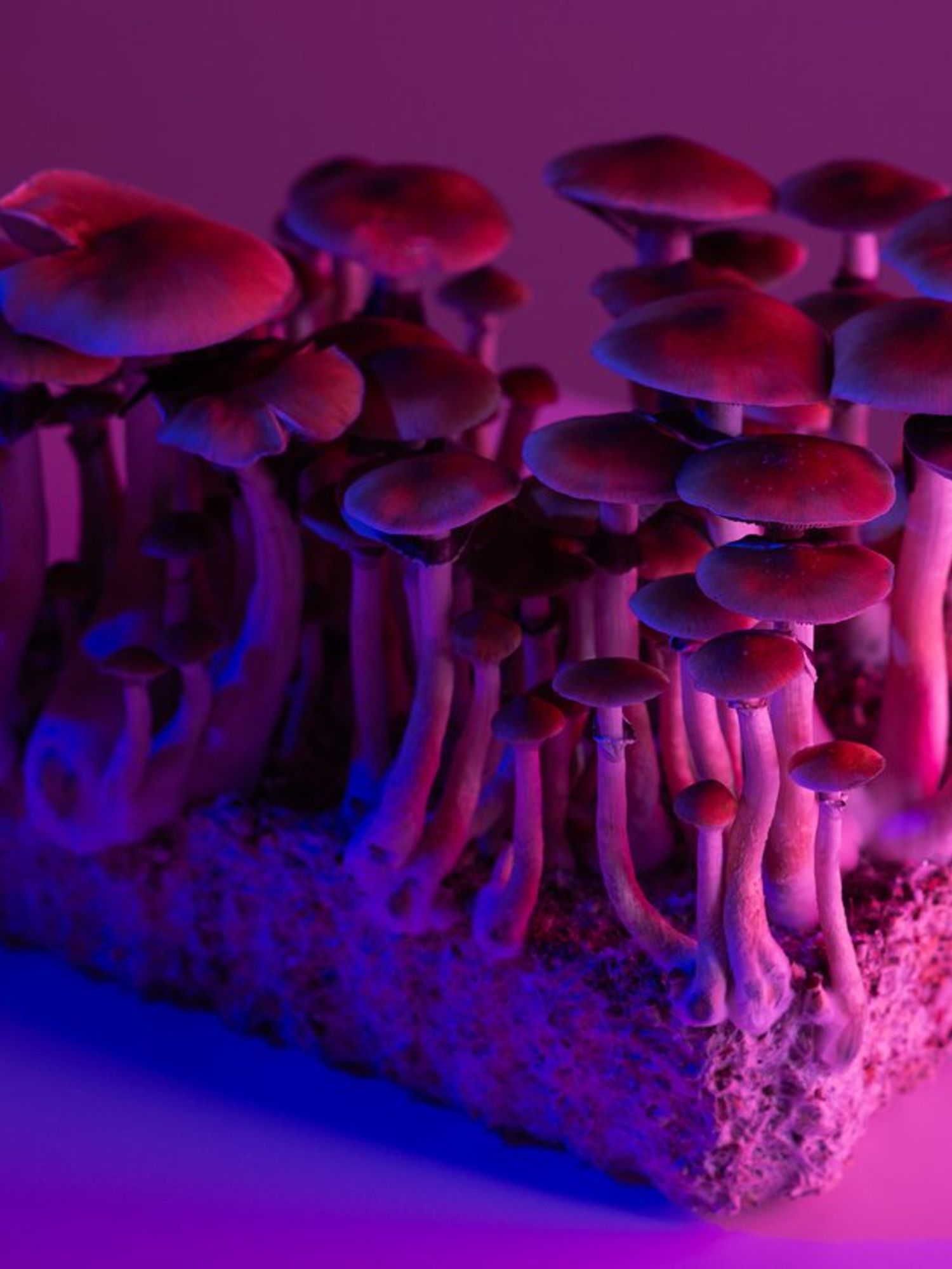 Scientists find microdosing LSD could help with ADHD