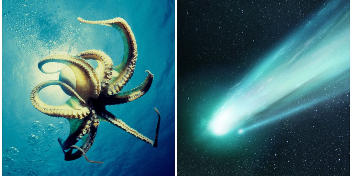 Study Library Science Controversial study suggests octopuses came from outer space | indy100