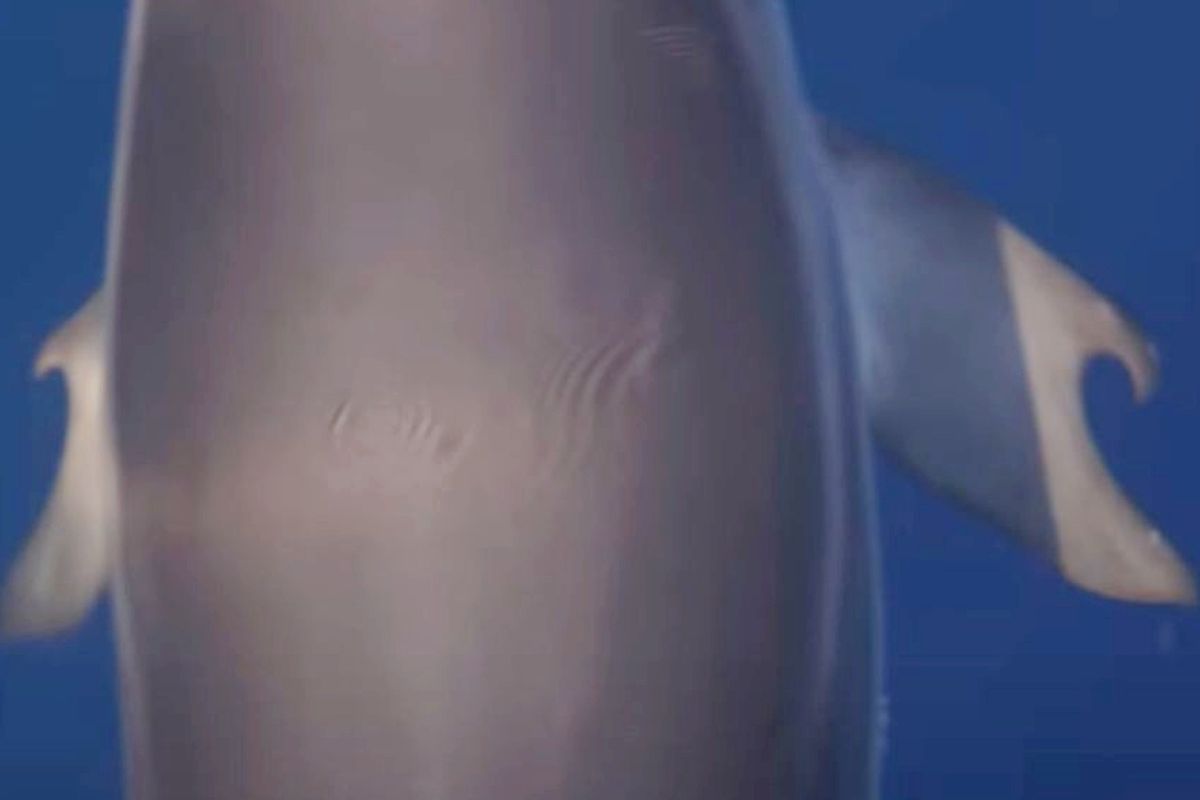 Dolphin with thumbs discovered in the ocean in scientific first