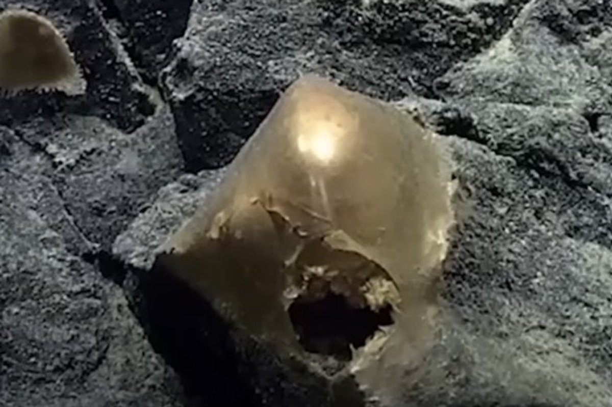 Scientists stumped by golden orb discovered at bottom of the sea
