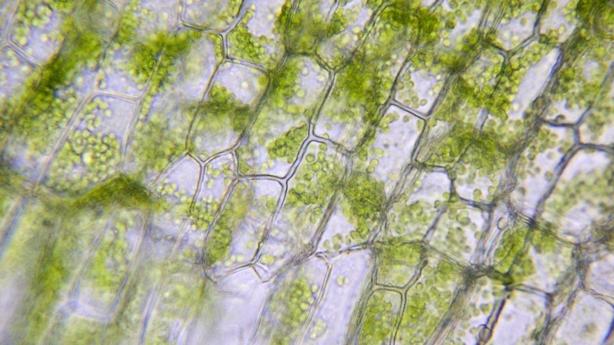 Scientific discovery from 1.75 billion years ago could explain how life began on Earth