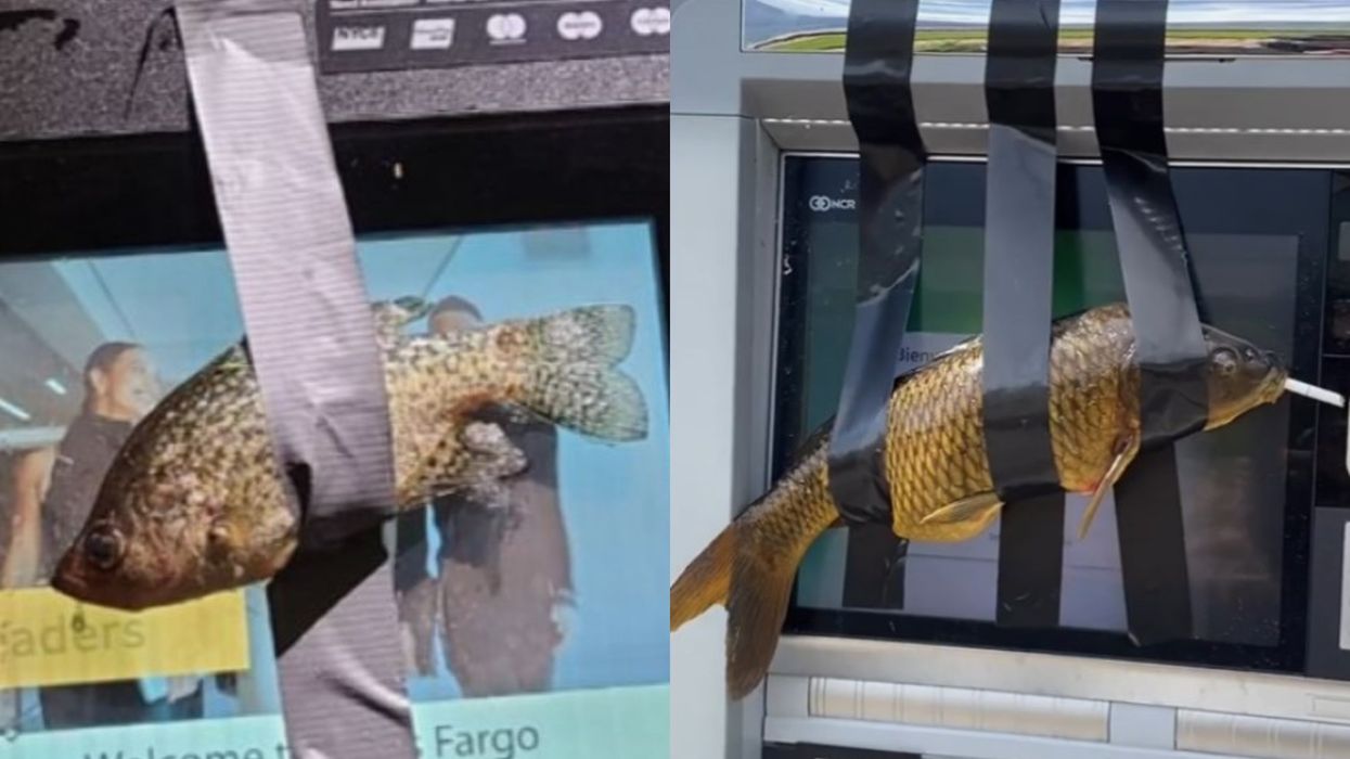 Teen facing charges after taping fish to ATMs