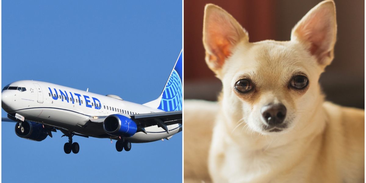United Airlines Travel With Dog: Ultimate Guide for Stress-Free Trips