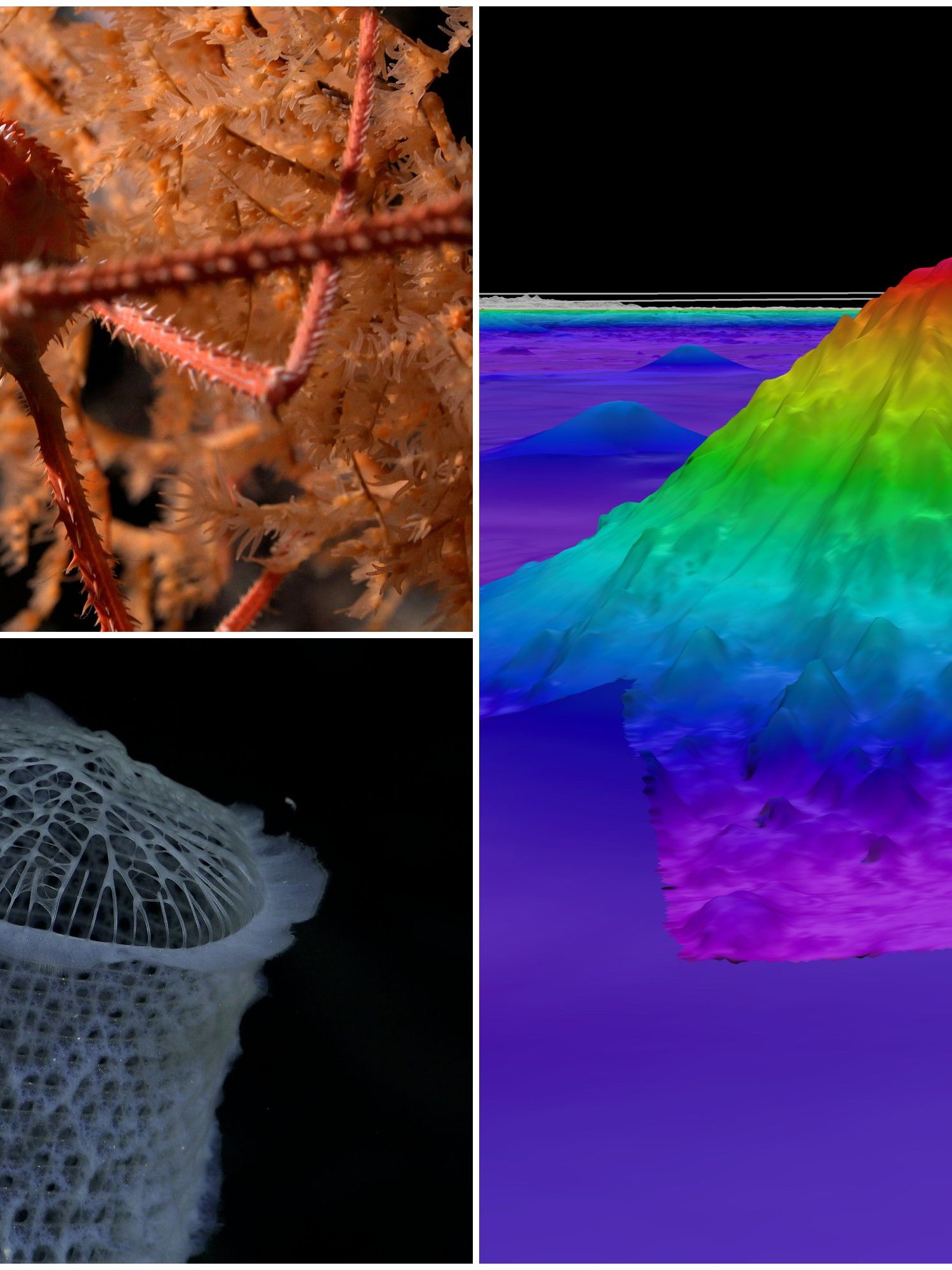 Giant underwater mountain and 100 new species discovered in 'mind-blowing' expedition