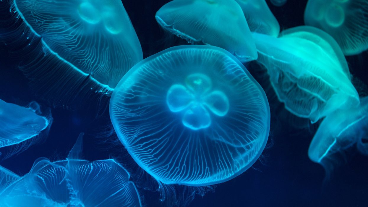 Scientists discover how to use unique jellyfish property to solve crimes