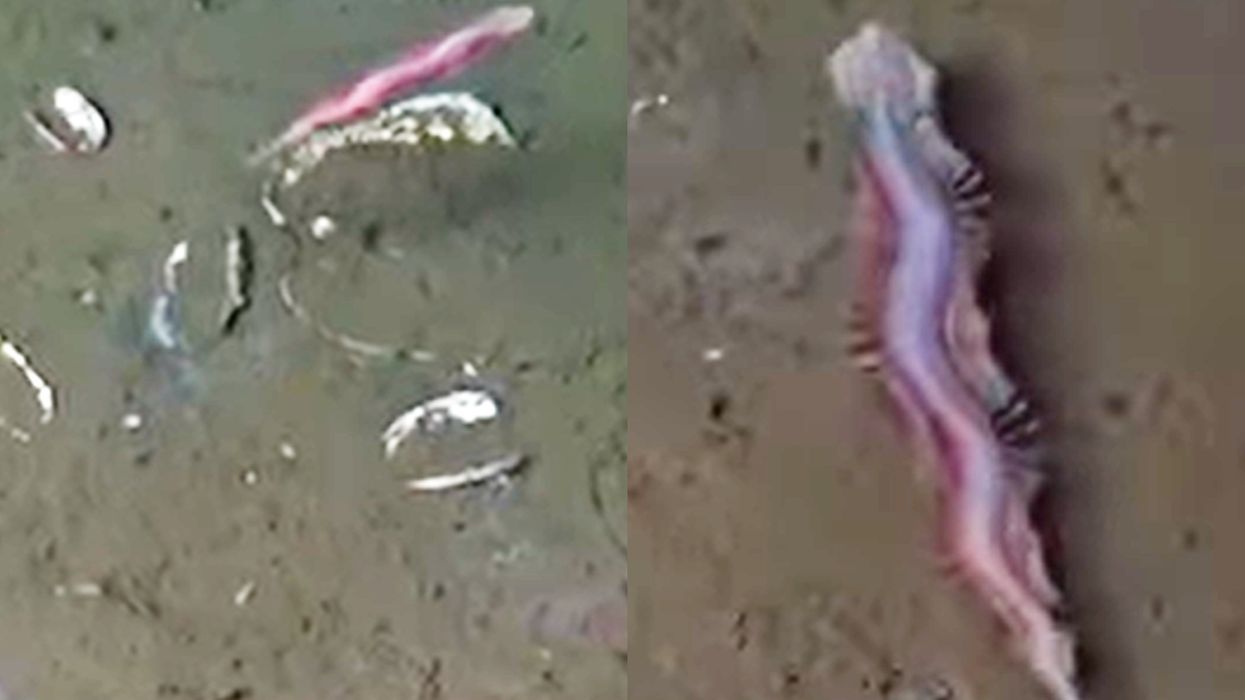 ‘Living magic carpet’ discovered off the coast of Costa Rica