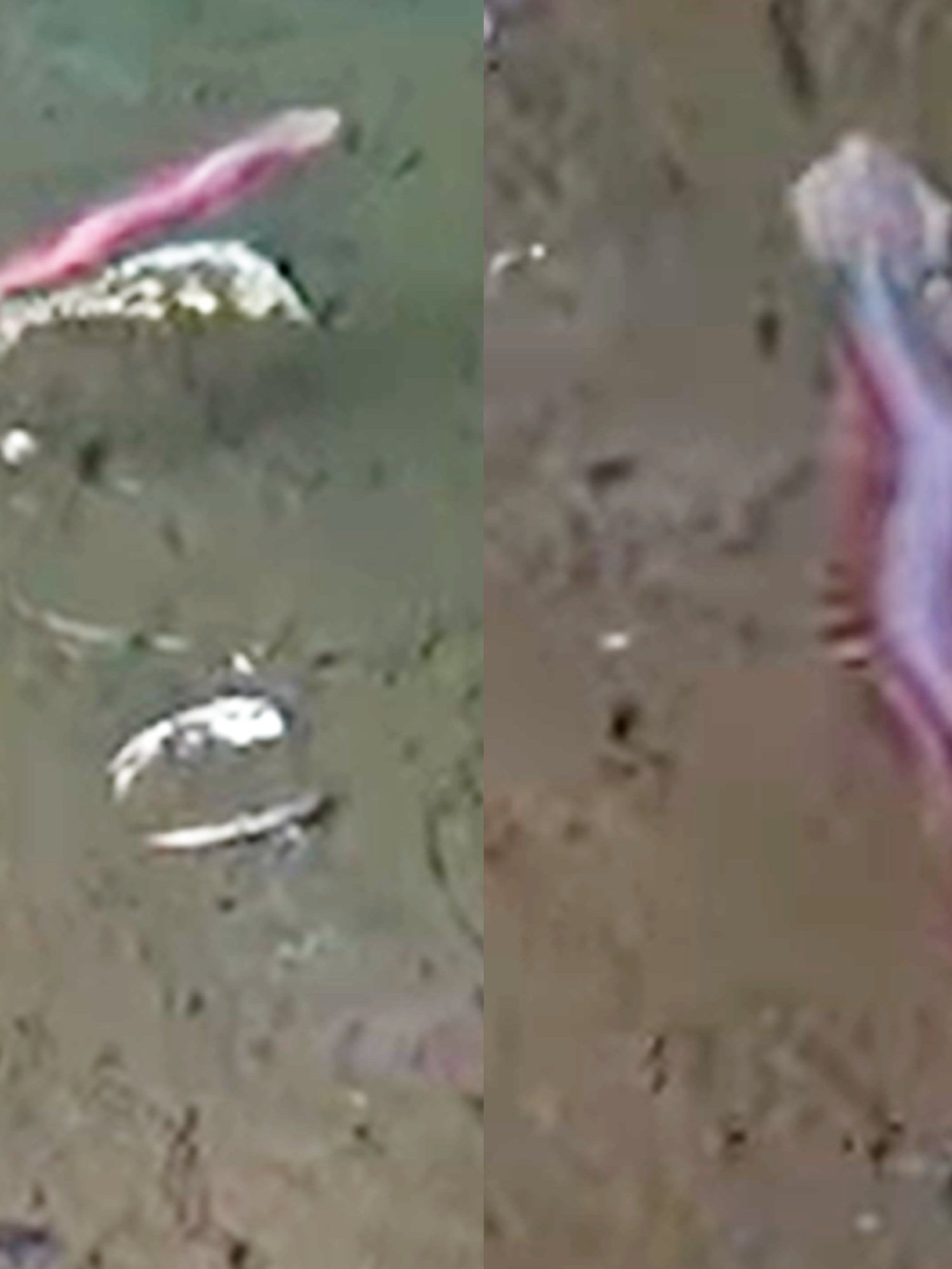 ‘Living magic carpet’ discovered off the coast of Costa Rica