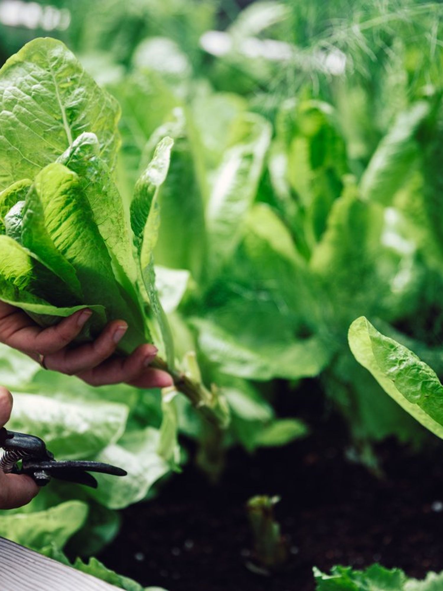 Plants 'scream' while they're being harvested, study finds