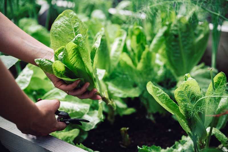 Plants 'scream' while they're being harvested, study finds | indy100