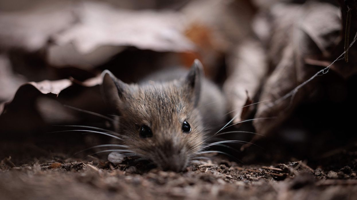 Scientists accidentally make mouse grow legs instead of genitals