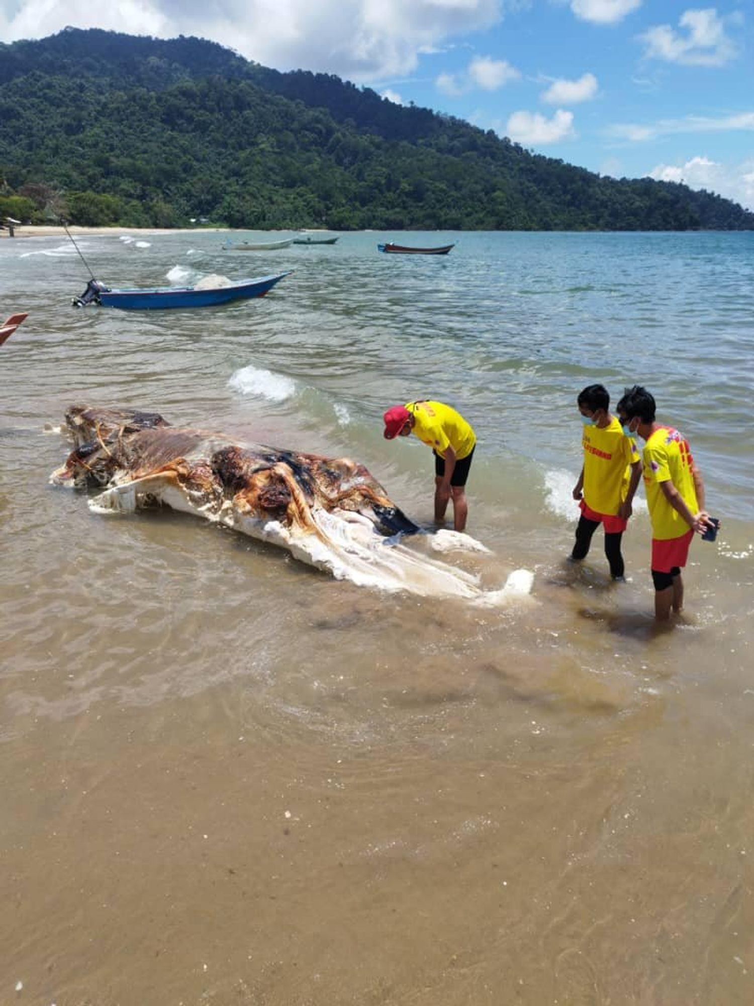 Unidentified 'monster' washes up on beach in Malaysia