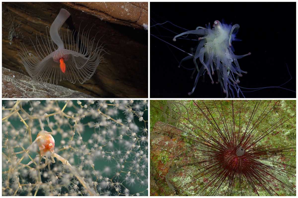 Underwater mountains off Easter Island found to host creatures unknown to science