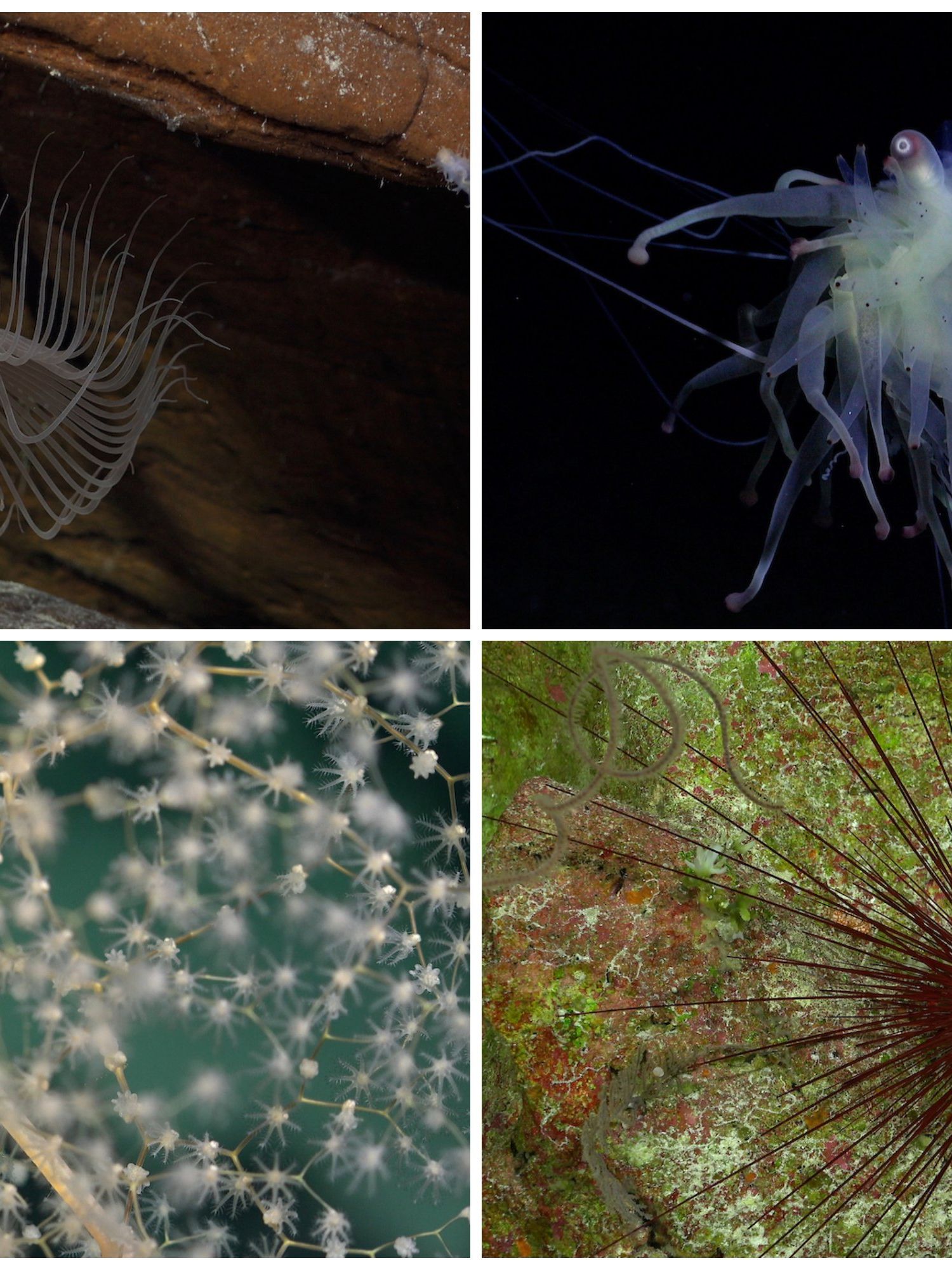 Underwater mountains off Easter Island found to host creatures unknown to science