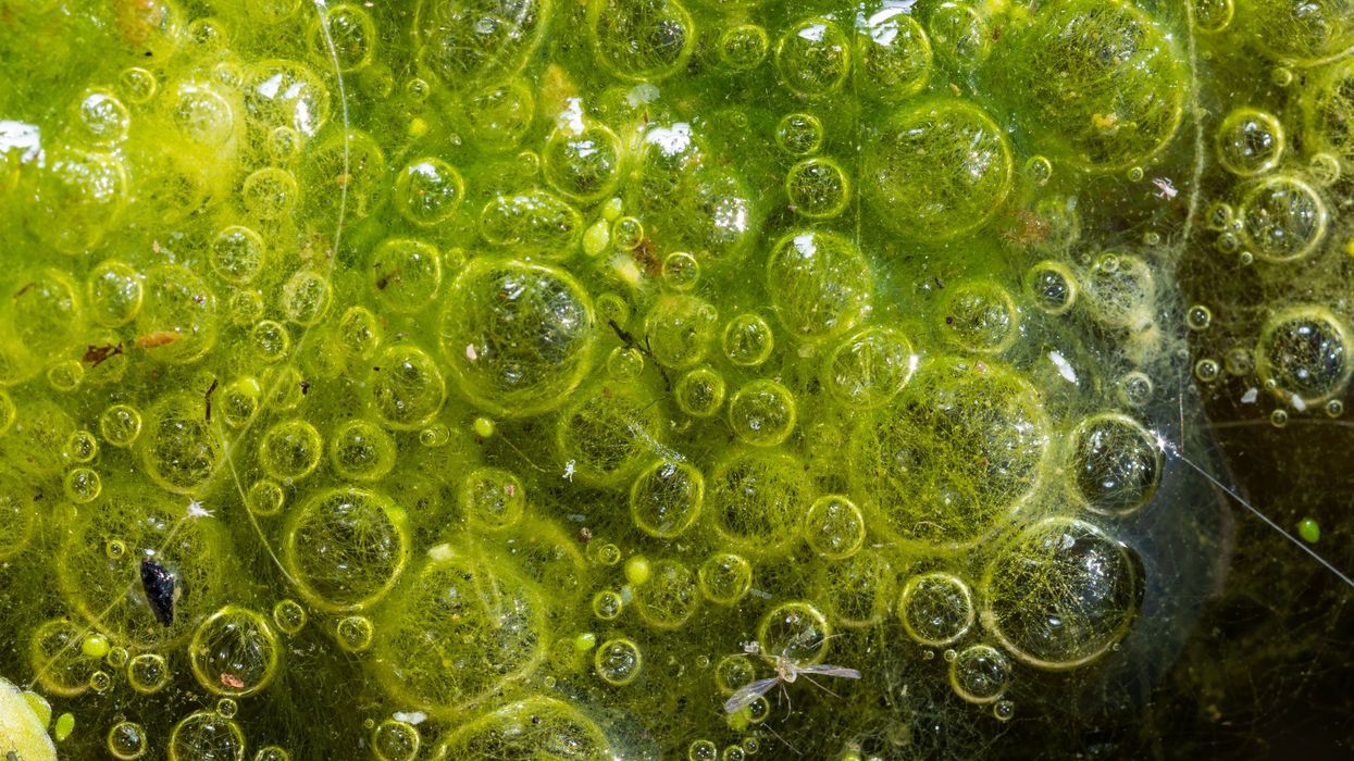 'Once-in-a-billion-year' event sees two lifeforms merge into one