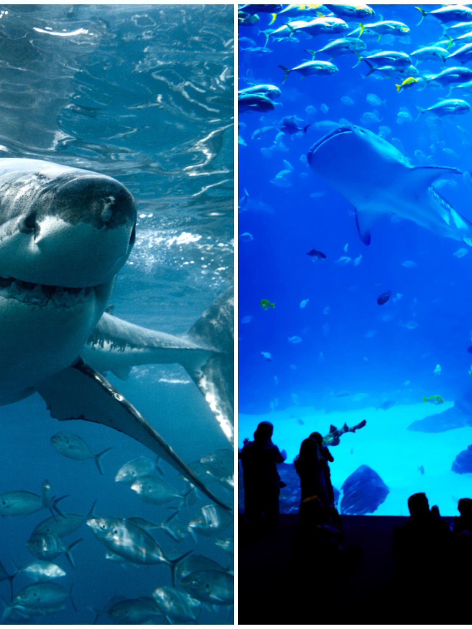 The tragic reason why there are no great white sharks in aquariums