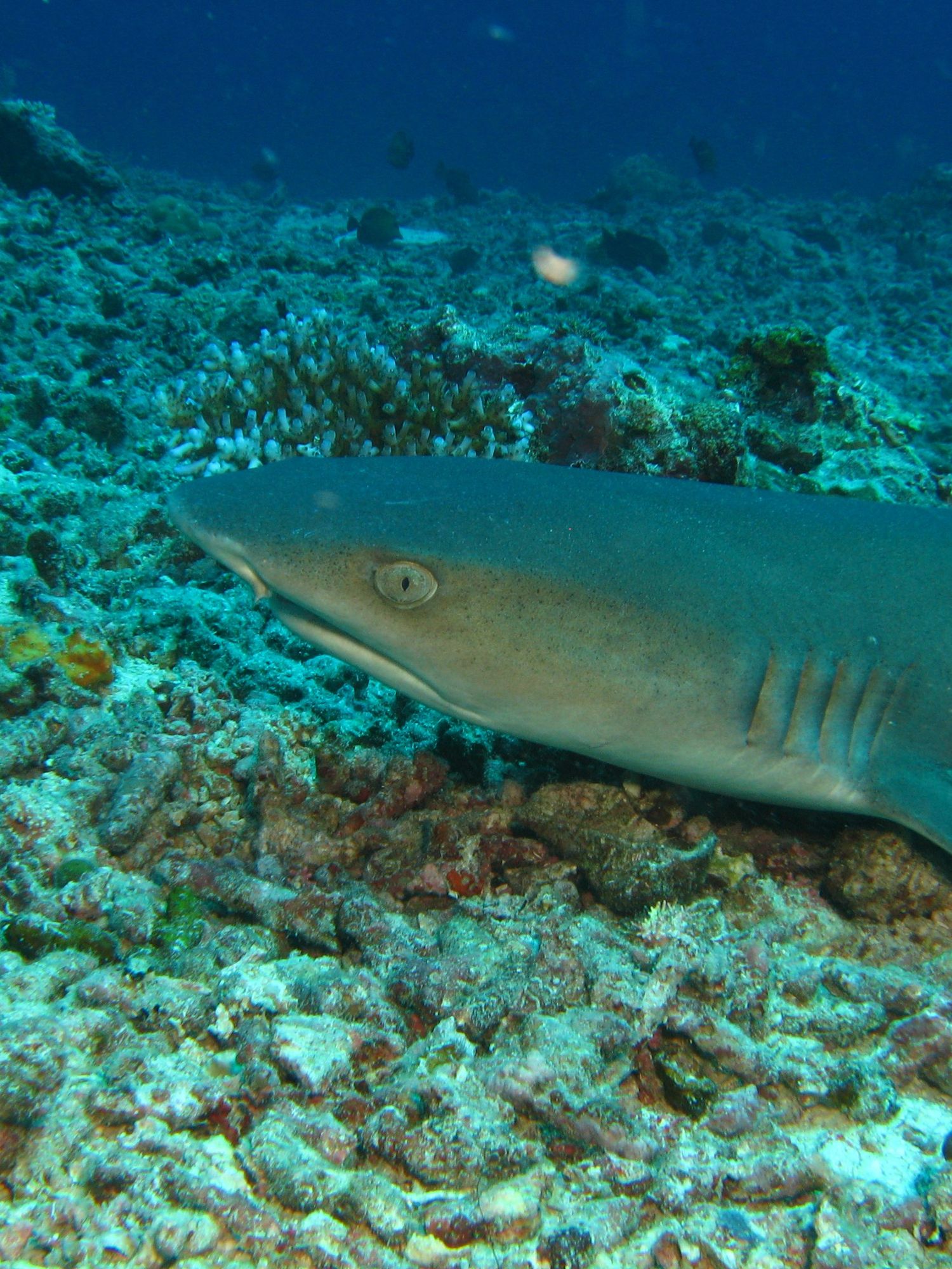 Sharks in Brazil test positive for cocaine as drugs dumped into ecosystem