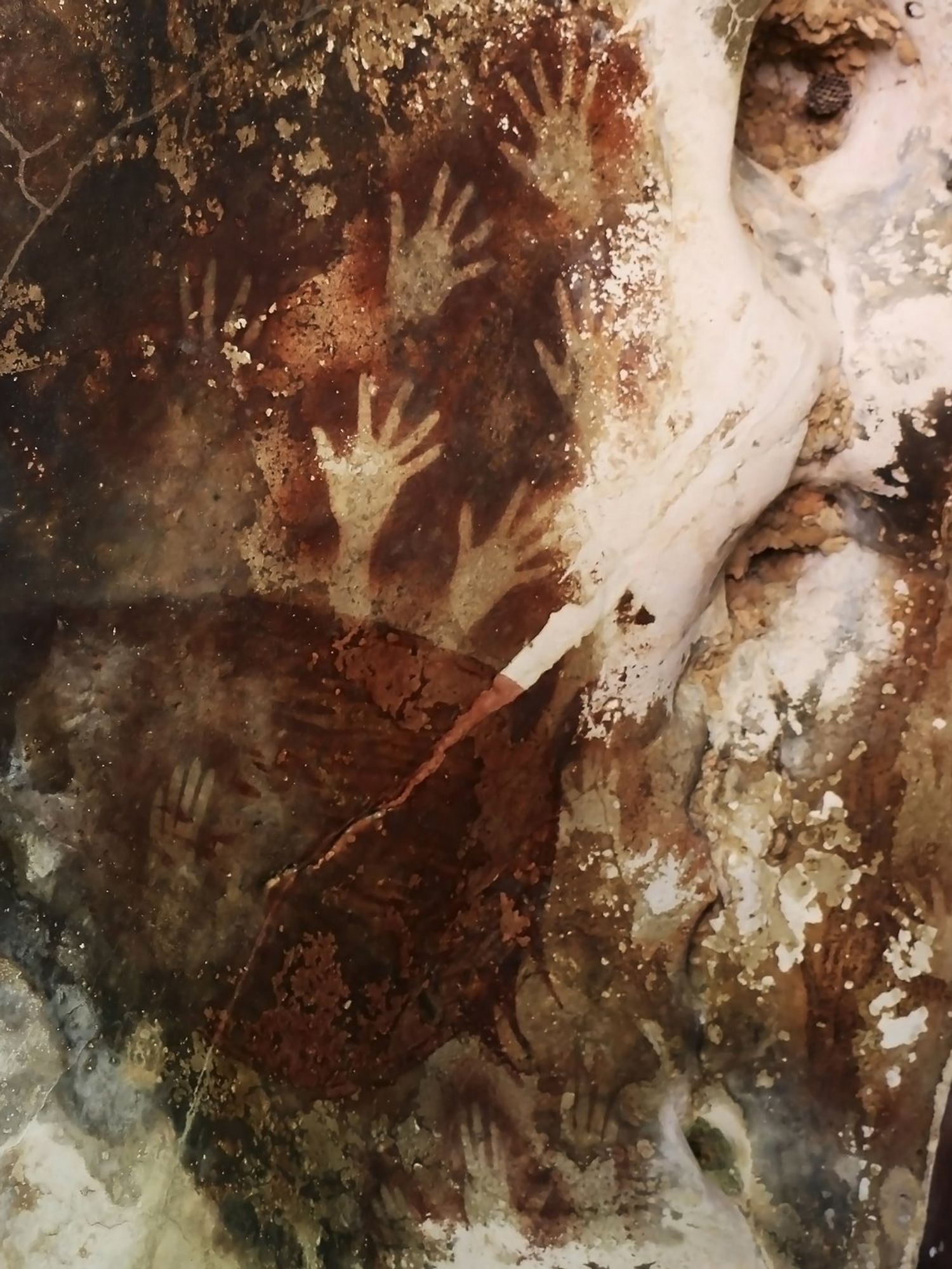 Oldest cave art in the world discovered – and it wasn't made by humans