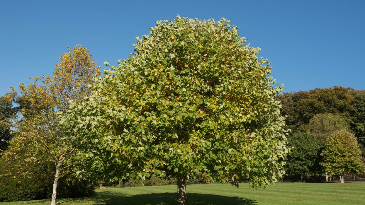 Scientists discover revolutionary new wood in common garden tree