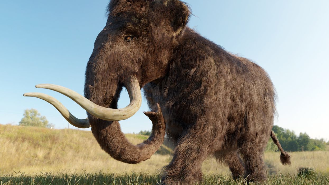 Prehistoric hunting method shows how woolly mammoths went extinct