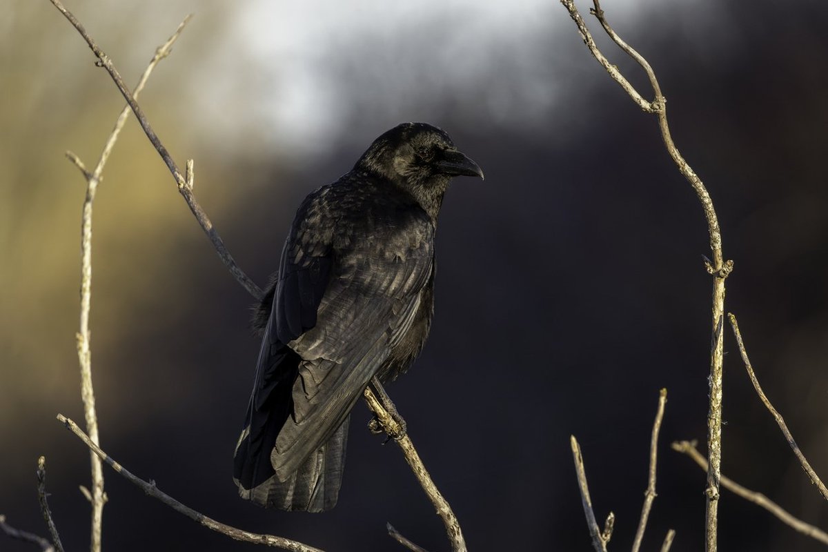 Birds in France trained to pick up cigarette butts in exchange for food