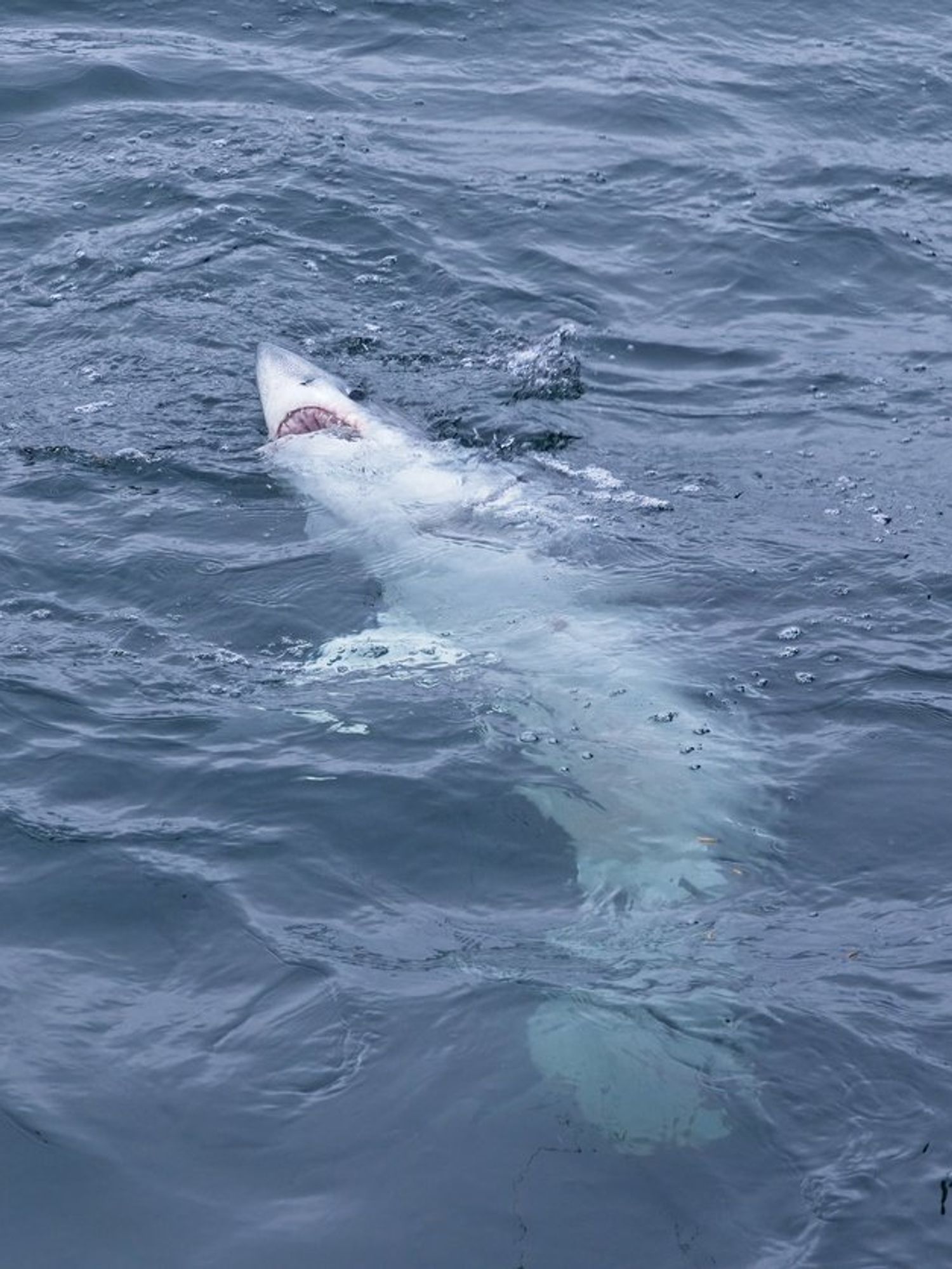Scientists shocked after sharks observed eating one another in groundbreaking study