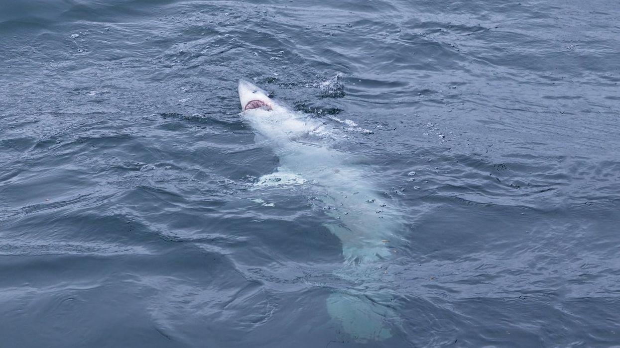Scientists shocked after sharks observed eating one another in groundbreaking study