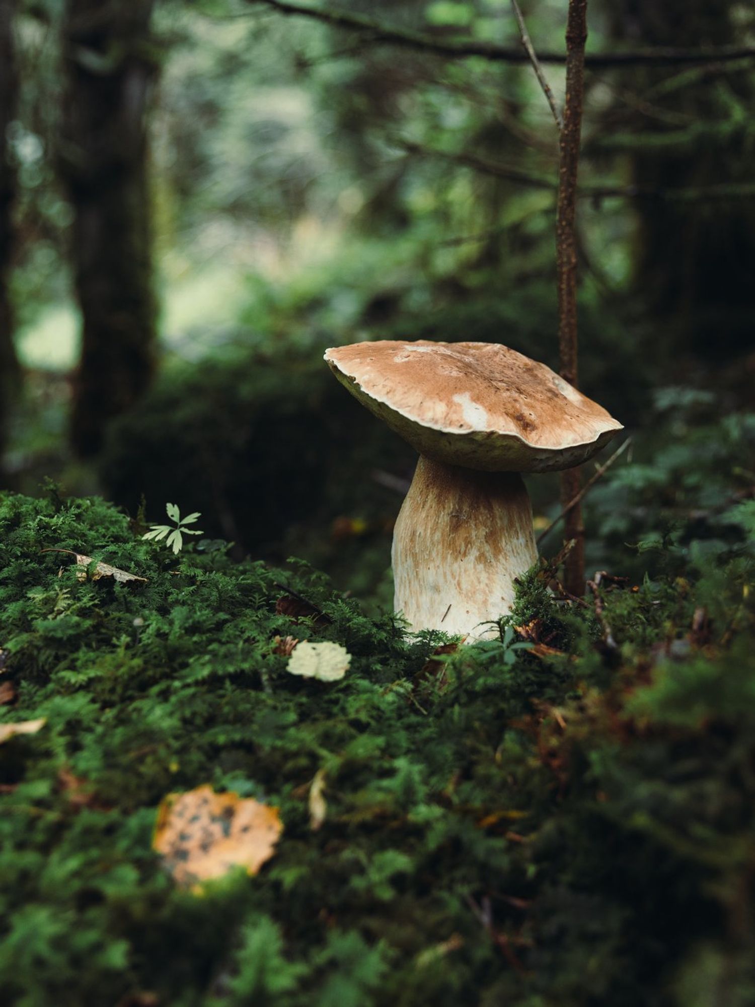 A mushroom was taught to crawl after being hooked up to robot body