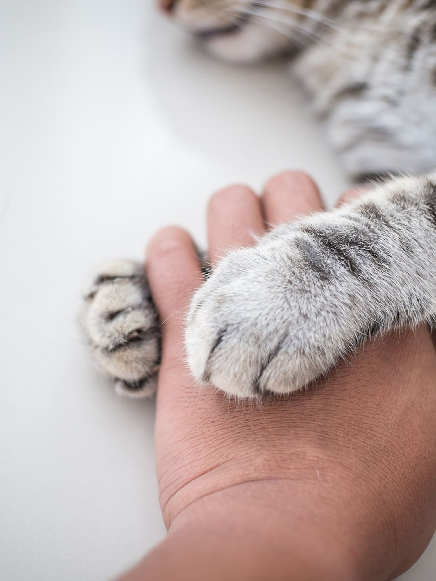 New study reveals cats actually grieve - even for dogs