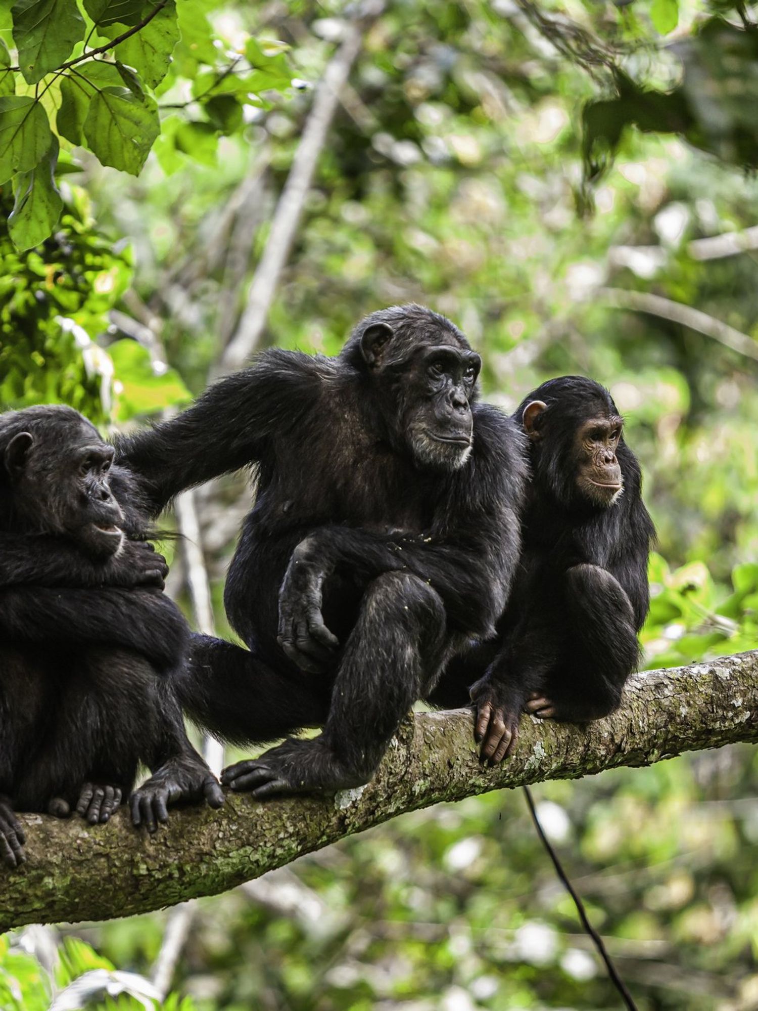 Chimpanzees saying 'real human words' captured in extraordinary videos