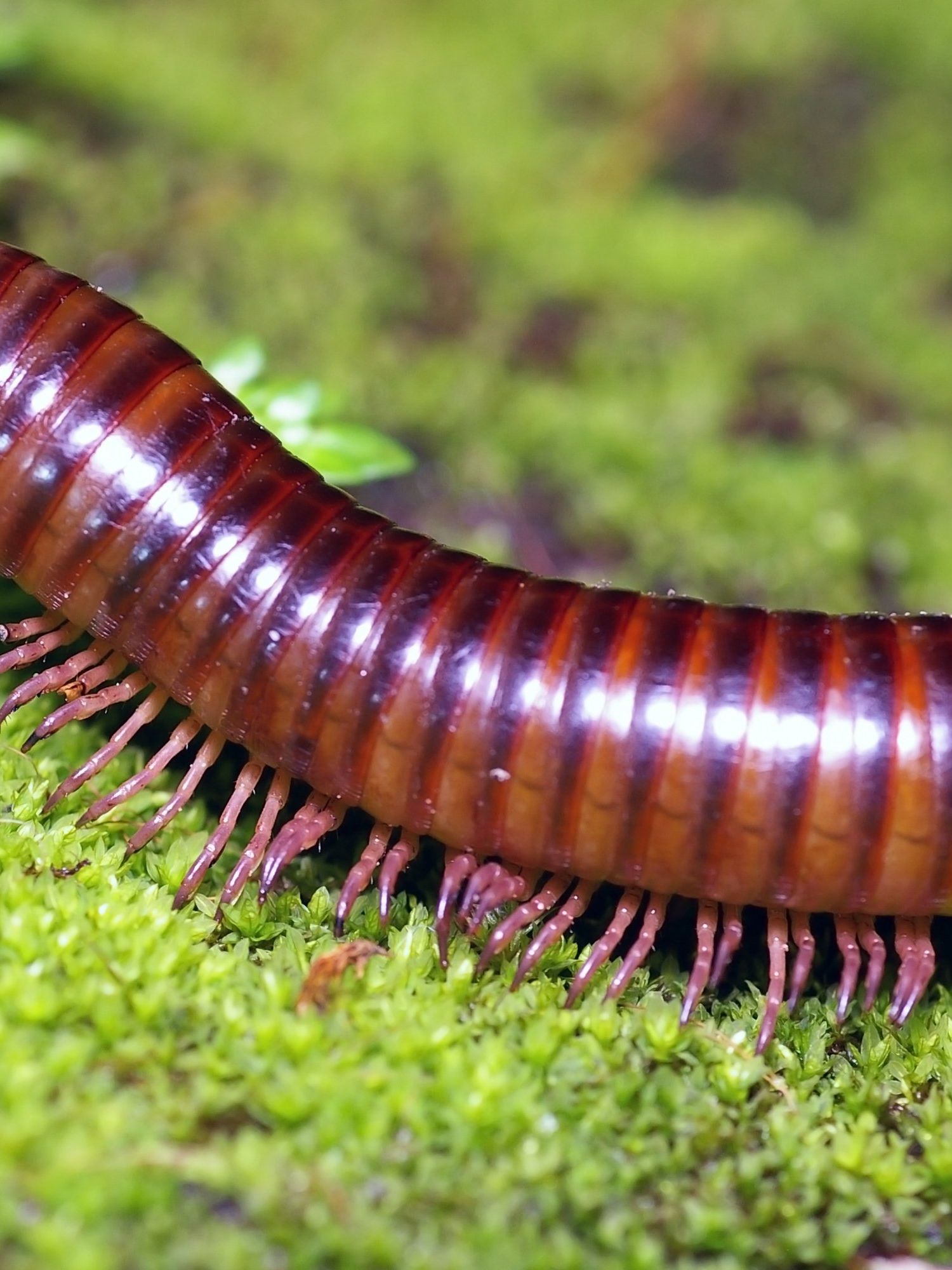 Scientists discover giant millipede the size of a car - no, really