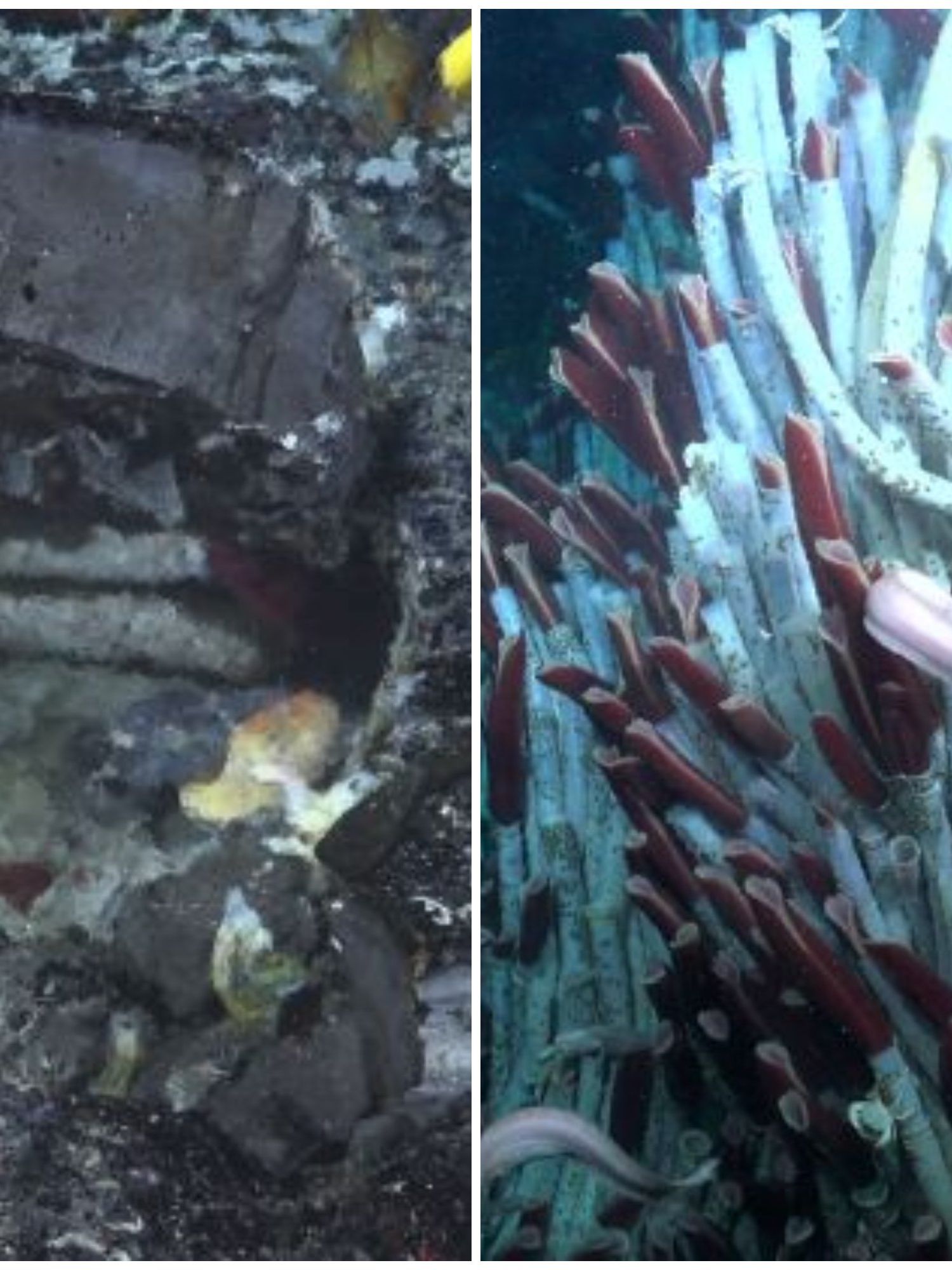 Jaw-dropping discovery made beaneath ocean shows Earth's crust is teeming with life
