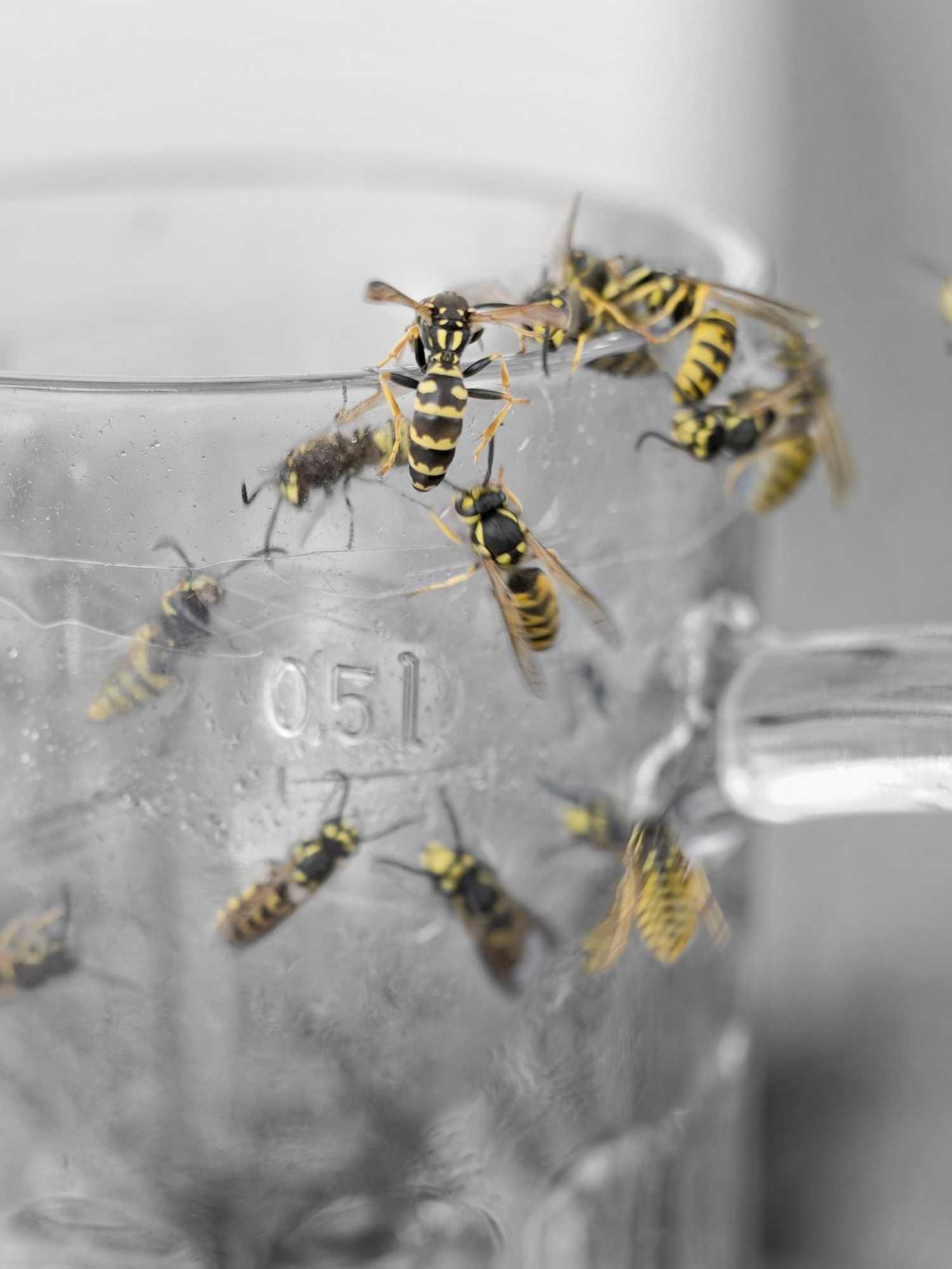 Scientists discover animals love drinking alcohol just as much as humans