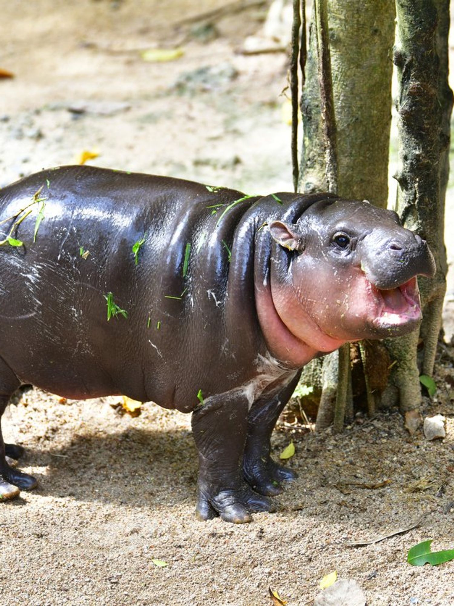 Moo Deng inspires 'hippo holidaying' travel trend led by Brits
