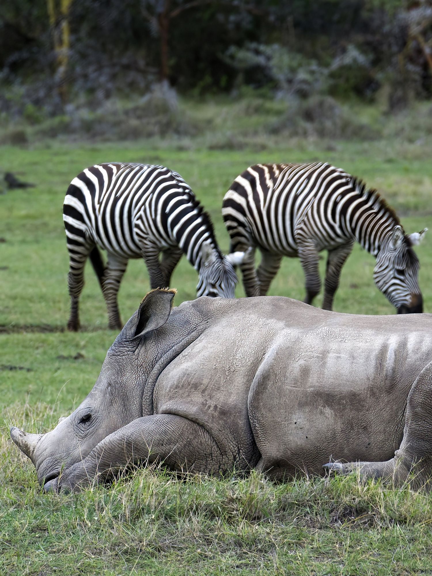 Zebra dies after being speared by rhino in tragic zoo incident