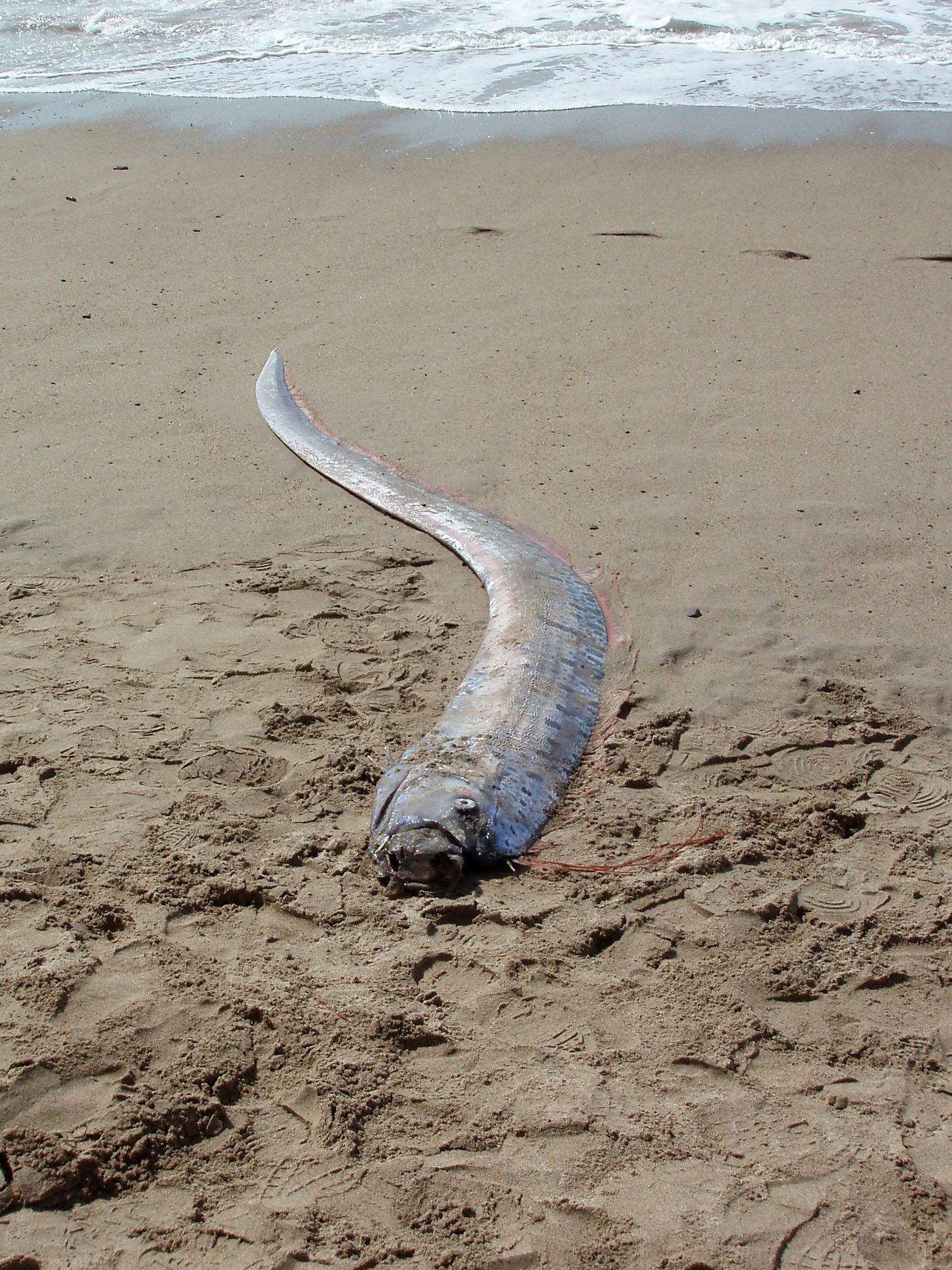 What is the 'Doomsday fish' and why do people think fish signal the end of the world?