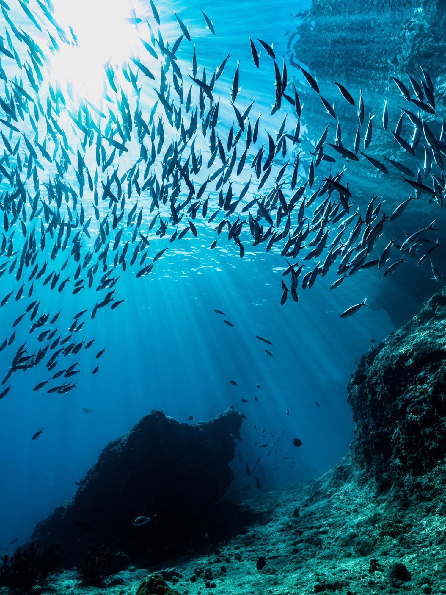 Strange signal from the bottom of the ocean detected by scientists for first time