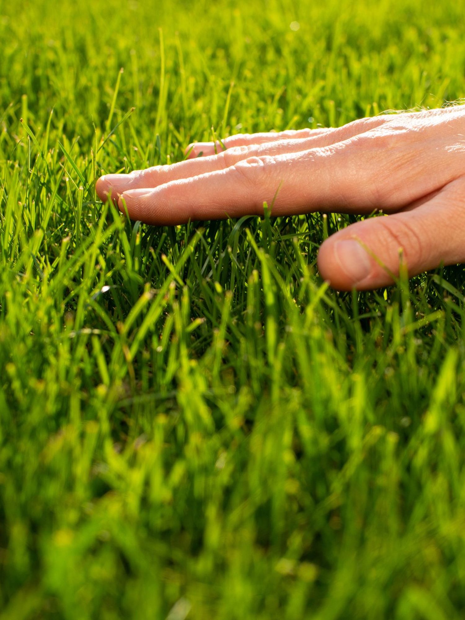 App encourages people to literally 'touch grass' to combat doomscrolling addiction