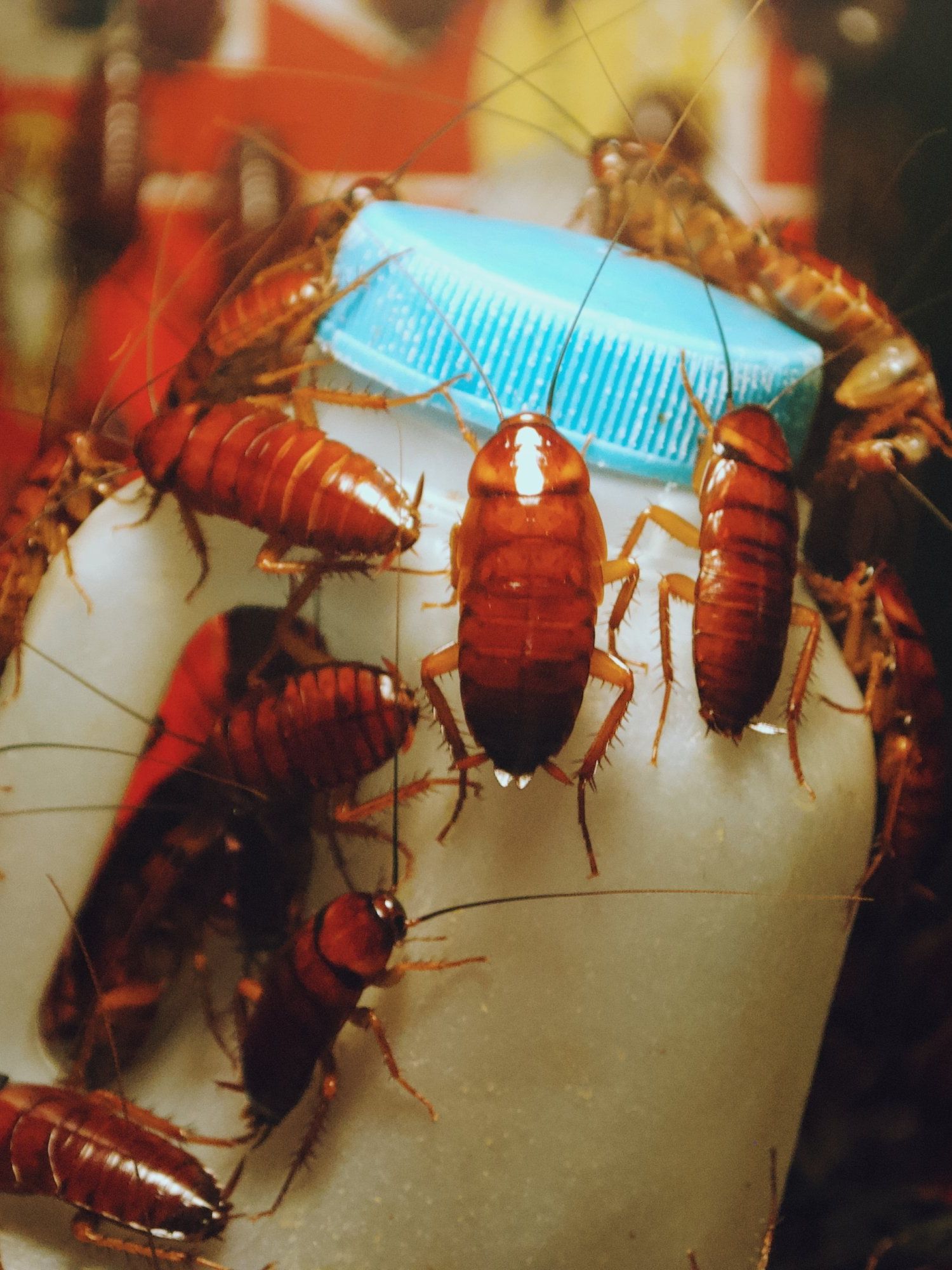 Cockroach milk could be the next big superfood - but wuld you try it?