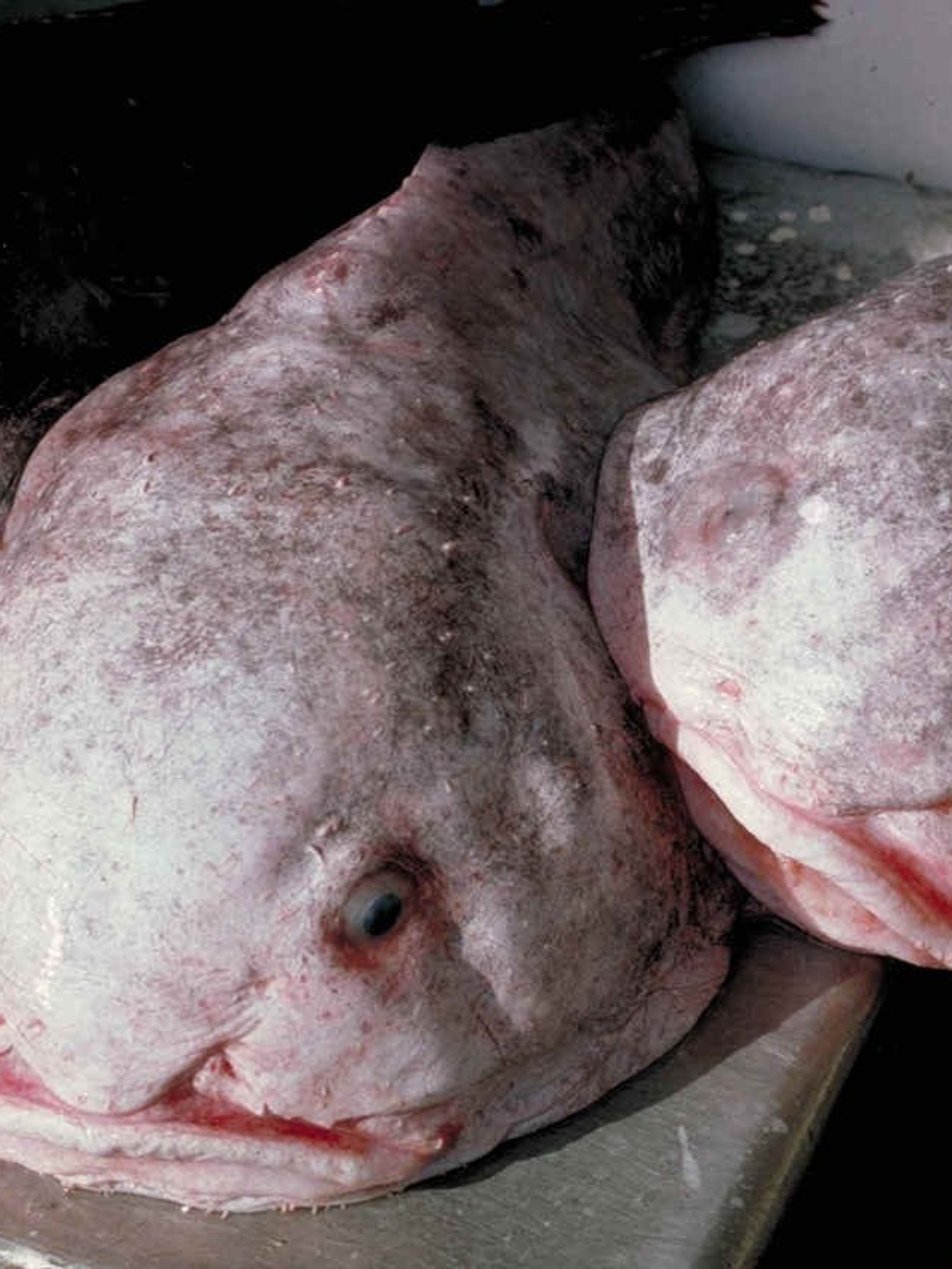 'World's ugliest animal' wins New Zealand’s fish of the year award